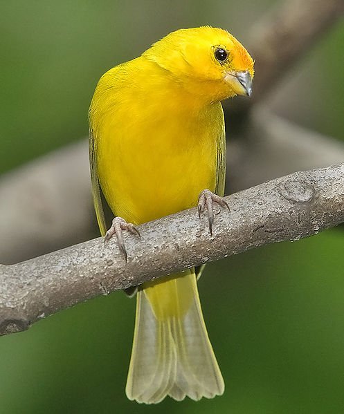 burung kenari3